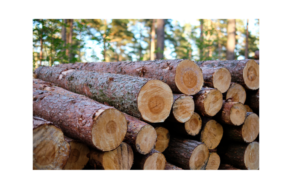 Klausner Lumber two WARN case. View of long logs, cut off at the end, stacked up and waiting to be cut into lumber. In the background is a stand of live trees.