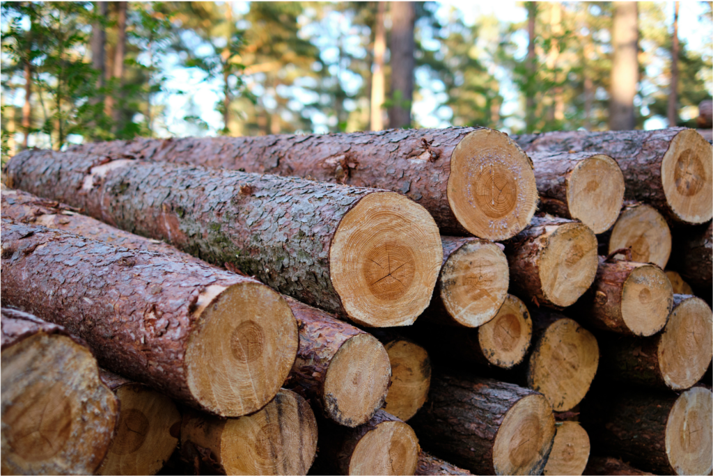 Klausner Lumber two WARN case. View of long logs, cut off at the end, stacked up and waiting to be cut into lumber. In the background is a stand of live trees.