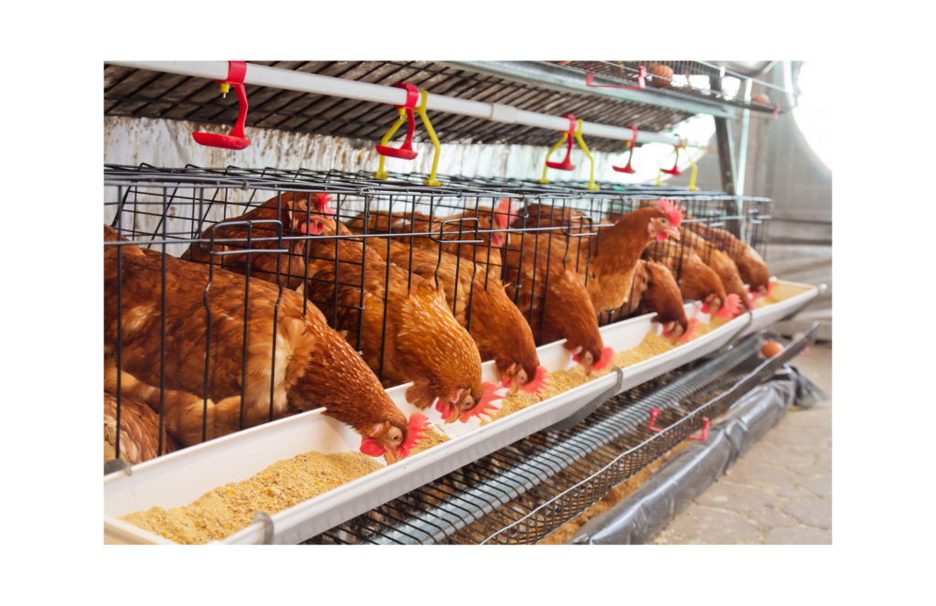 Zacky Farms WARN class action. View of an industrial chicken farm with ten rust colored chickens with red crests feeding on what looks like corn meal in a wide white feeding tray. The chickens are side by side in a very wide cage. Above the row of chickens, a couple of freshly laid eggs are shown in a wide wire tray.