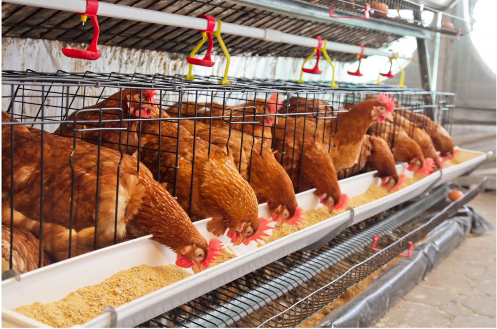 Zacky Farms WARN class action. View of an industrial chicken farm with ten rust colored chickens with red crests feeding on what looks like corn meal in a wide white feeding tray. The chickens are side by side in a very wide cage. Above the row of chickens, a couple of freshly laid eggs are shown in a wide wire tray.