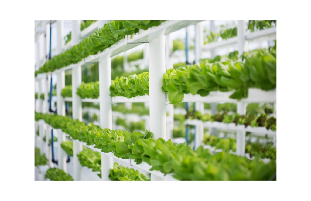 80 Acres Urban Agriculture WARN class action. View of a leafy green vegetable like cabbage or lettuce growing vertically on white shelves in a large modern grow house.