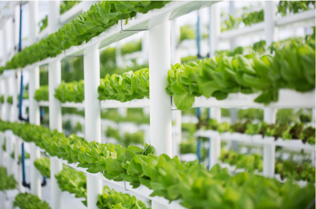 80 Acres Urban Agriculture WARN class action. View of a leafy green vegetable like cabbage or lettuce growing vertically on white shelves in a large modern grow house.
